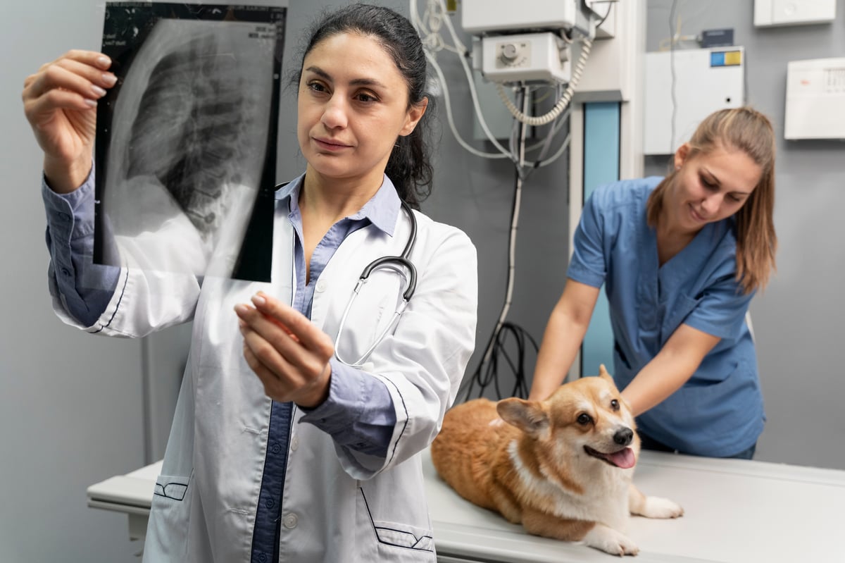 veterinarian-taking-care-pet-dog